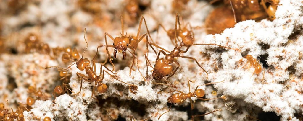 ant-fungus-farmers