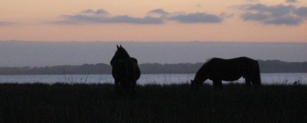 bot-river-wild-horses
