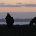 bot-river-wild-horses