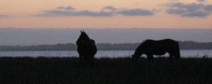 bot-river-wild-horses