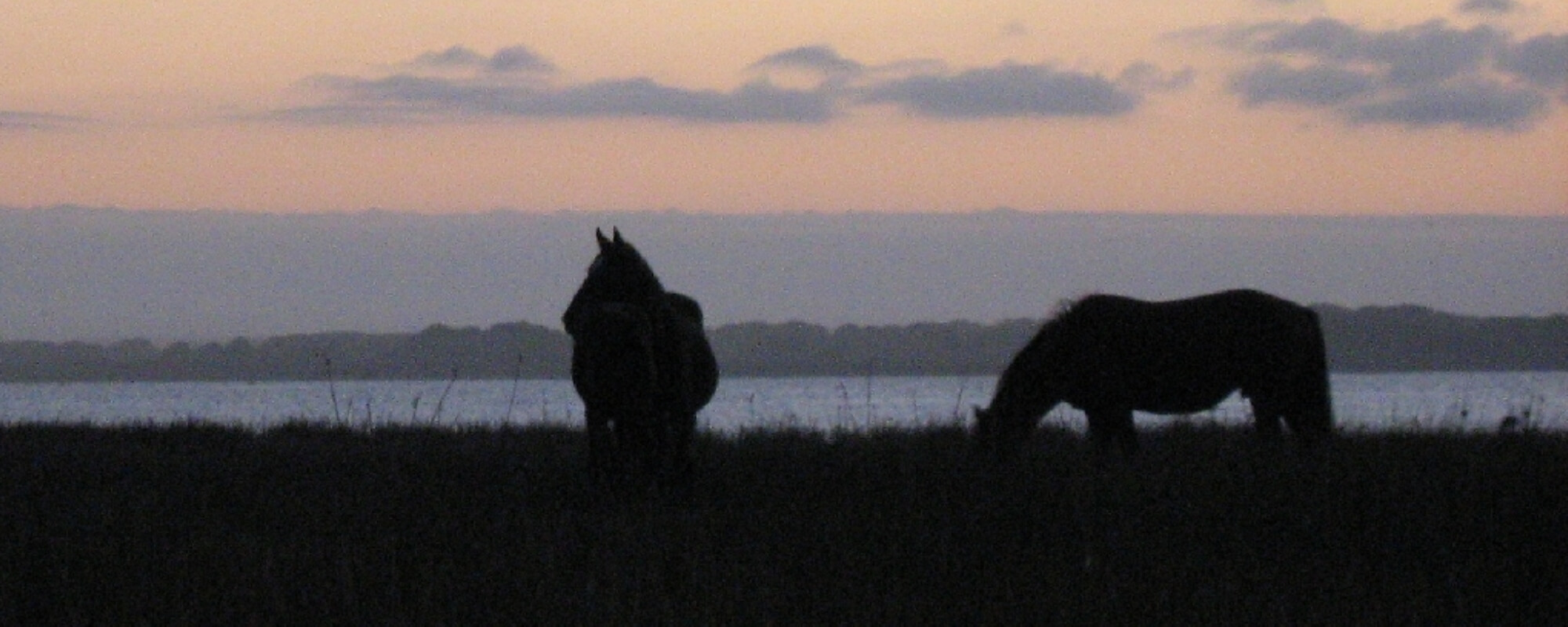 bot-river-wild-horses