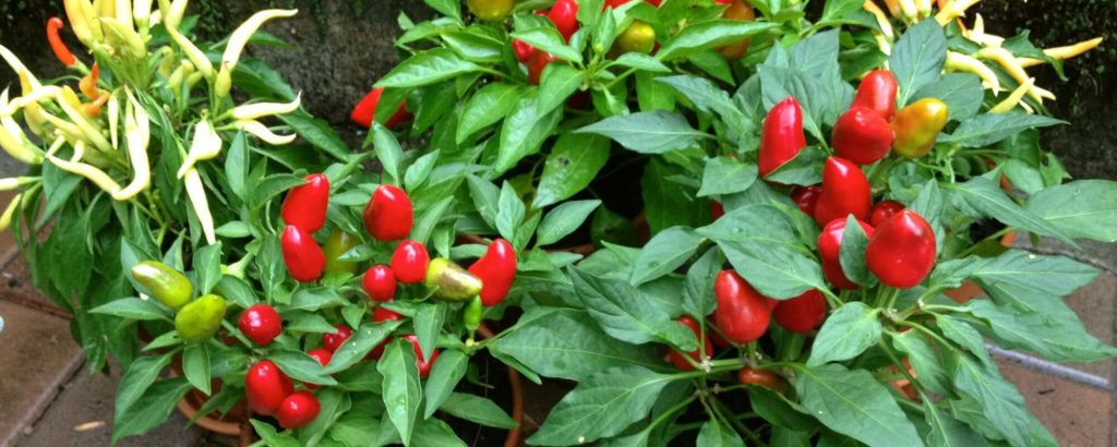 chilli-garden
