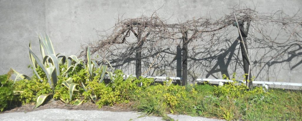 nelson-mandela-prison-garden